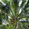 10 Hardy SABAL PALM TREE Cabbage Palmetto Flower Seeds