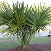 10 Hardy SABAL PALM TREE Cabbage Palmetto Flower Seeds