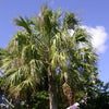 10 Hardy SABAL PALM TREE Cabbage Palmetto Flower Seeds