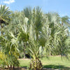 10 Hardy SABAL PALM TREE Cabbage Palmetto Flower Seeds