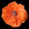 1000 Mixed Colors DOUBLE SHIRLEY POPPY Papaver Rhoeas Flower Seeds
