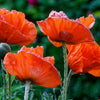 1000 Mixed Colors DOUBLE SHIRLEY POPPY Papaver Rhoeas Flower Seeds