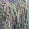 100 Long Grain BROWN WHITE RICE Oryza Sativa Vegetable Seeds