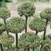 100 HENS and CHICKS Poppy Hens & Chickens Breadseed Lettuce Leaf Papaver Somniferum Flower Seeds
