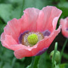 100 HENS and CHICKS Poppy Hens & Chickens Breadseed Lettuce Leaf Papaver Somniferum Flower Seeds