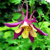 50 Mixed Colors MCKANAS GIANT COLUMBINE Aquilegia Vulgaris Flower Seeds