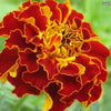 500 Mixed Colors FANCY MIX Pot MARIGOLD Calendula Officinalis Flower Seeds
