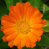 500 Mixed Colors FANCY MIX Pot MARIGOLD Calendula Officinalis Flower Seeds