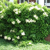 50 CLIMBING HYDRANGEA Anomala Petiolaris Vine Flower Seeds