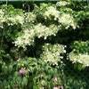 50 CLIMBING HYDRANGEA Anomala Petiolaris Vine Flower Seeds