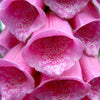 1000 DWARF FOXY MIX FOXGLOVE Digitalis Purpurea Flower Seeds