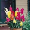 2000 NORTHERN LIGHTS Mix SNAPDRAGON Linaria Maroccana Flower Seeds