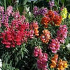 2000 NORTHERN LIGHTS Mix SNAPDRAGON Linaria Maroccana Flower Seeds