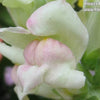 2000 NORTHERN LIGHTS Mix SNAPDRAGON Linaria Maroccana Flower Seeds
