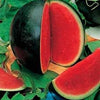 100 SUGAR BABY WATERMELON Citrullus lanatus Fruit Melon Seeds