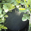 100 SUGAR BABY WATERMELON Citrullus lanatus Fruit Melon Seeds