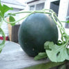100 SUGAR BABY WATERMELON Citrullus lanatus Fruit Melon Seeds