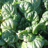 2000 CANTON PAK CHOI (Bok Choy / Chinese Cabbage) Brassica Rapa Chinensis Vegetable Seeds
