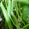 40 GREEN BEAN PROVIDER Phaseolus Vulgaris Vegetable Seeds