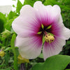 200 ROSE MALLOW MIX (Bush Mallow) Hibiscus Lavatera Trimestris Flower Seeds