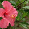 200 ROSE MALLOW MIX (Bush Mallow) Hibiscus Lavatera Trimestris Flower Seeds