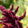 150 AMARANTHUS PYGMY TORCH (Prince of Wales Feather) Amaranthus Hypochondriacus Flower Seeds