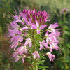 200 ROSE QUEEN CLEOME Hassleriana Spinosa Pink Spider Flower Seeds