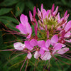 200 ROSE QUEEN CLEOME Hassleriana Spinosa Pink Spider Flower Seeds