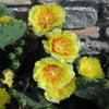 10 Yellow PRICKLY PEAR CACTUS Nopal Opuntia Ficus-Indica Flower Seeds