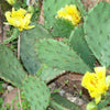 10 Yellow PRICKLY PEAR CACTUS Nopal Opuntia Ficus-Indica Flower Seeds