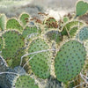 10 Yellow PRICKLY PEAR CACTUS Nopal Opuntia Ficus-Indica Flower Seeds