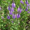 500 Purple HOARY VERVAIN Verbena Stricta Flower Seeds
