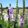 500 Purple HOARY VERVAIN Verbena Stricta Flower Seeds
