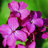 100 LUNARIA Biennis ( MONEY PLANT / Silver Dollar / Honesty / Moonwort ) Flower Seeds