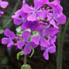 100 LUNARIA Biennis ( MONEY PLANT / Silver Dollar / Honesty / Moonwort ) Flower Seeds