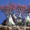 10 Mixed DESERT ROSE / ADENIUM Obesum African Houseplant Flower Seeds