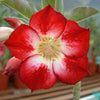 10 Mixed DESERT ROSE / ADENIUM Obesum African Houseplant Flower Seeds