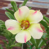 10 Mixed DESERT ROSE / ADENIUM Obesum African Houseplant Flower Seeds