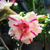 10 Mixed DESERT ROSE / ADENIUM Obesum African Houseplant Flower Seeds