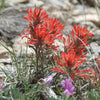 50 Red INDIAN PAINTBRUSH Castilleja Indivisa Flower Seeds