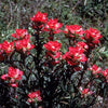 50 Red INDIAN PAINTBRUSH Castilleja Indivisa Flower Seeds