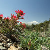 50 Red INDIAN PAINTBRUSH Castilleja Indivisa Flower Seeds