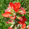 50 Red INDIAN PAINTBRUSH Castilleja Indivisa Flower Seeds
