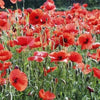 1000 Red AMERICAN LEGION (Corn / Shirley / Flanders) POPPY Papaver Rhoeas Flower Seeds