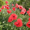 1000 Red AMERICAN LEGION (Corn / Shirley / Flanders) POPPY Papaver Rhoeas Flower Seeds