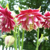 25 NORA BARLOW Pink COLUMBINE Aquilegia Caerulea Flower Seeds
