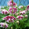 25 NORA BARLOW Pink COLUMBINE Aquilegia Caerulea Flower Seeds