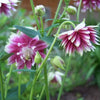 25 NORA BARLOW Pink COLUMBINE Aquilegia Caerulea Flower Seeds