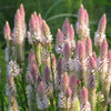 100 FLAMINGO FEATHER Wheat CELOSIA Spicata Pink & White Flower Seeds