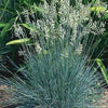 100 BLUE Sheeps FESCUE GRASS Festuca Ovina Glauca Cinerea Seeds